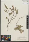 Foto von Salix repens subsp. repens L.
